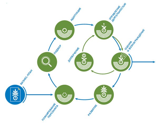 Цикл управления талантами Цикл управления талантами